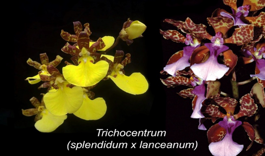 Trichocentrum splendidum x lanceanum primary hybrid seedlings for sale by DBN Australia