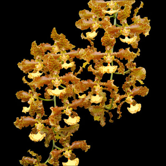 Trichocentrum stacyi - species - orchid