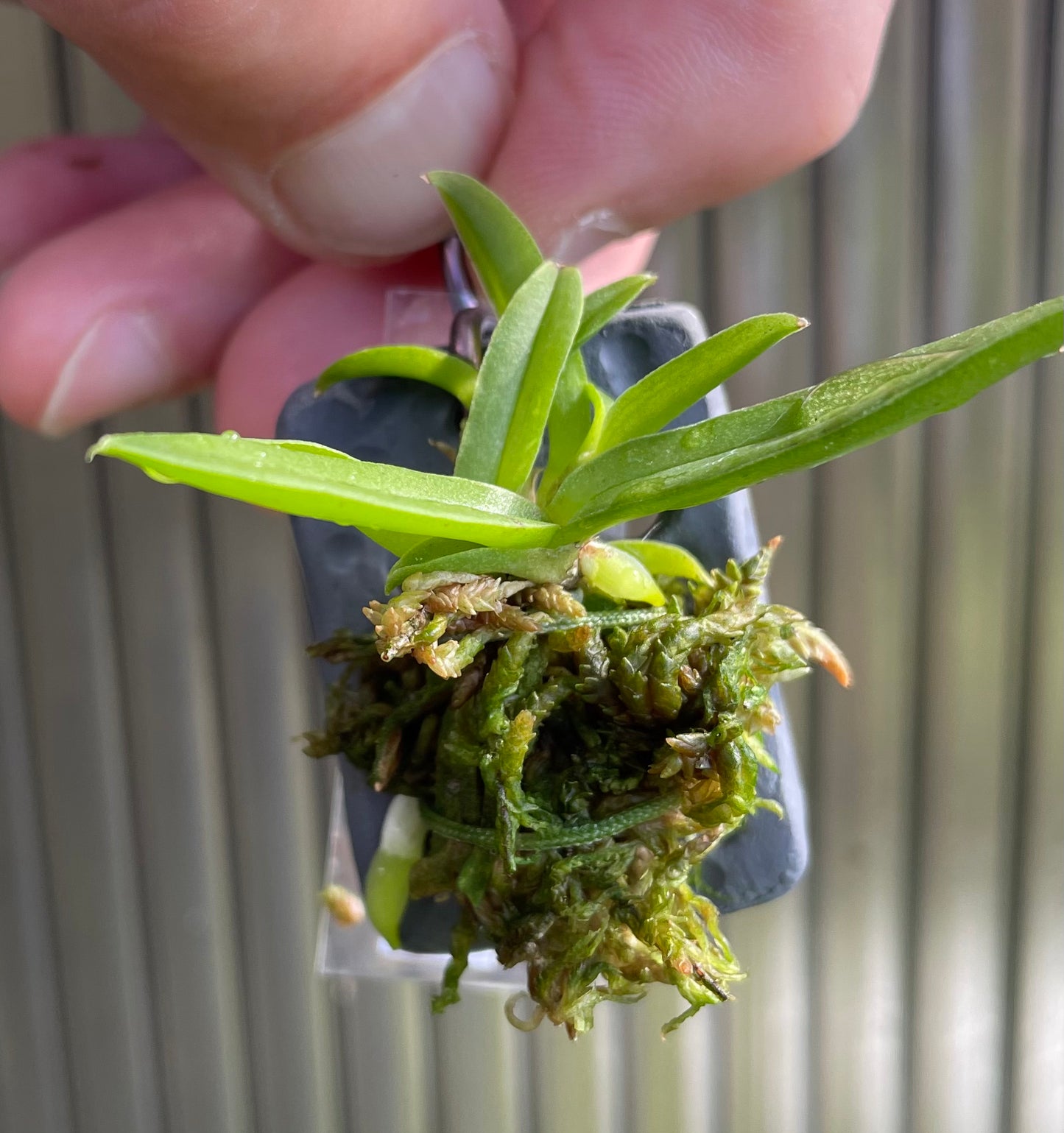 Trichocentrum tigrinum seedling for sale NSW Australia by DBN - Designs by Nature