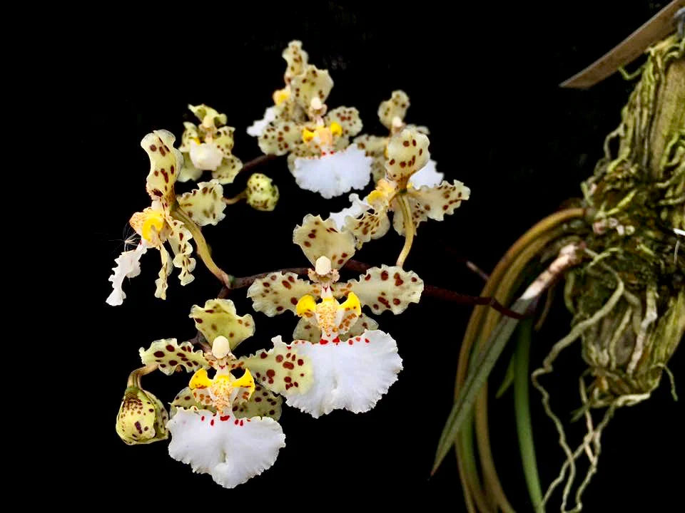 Trichocentrum jonesianum - species - orchid