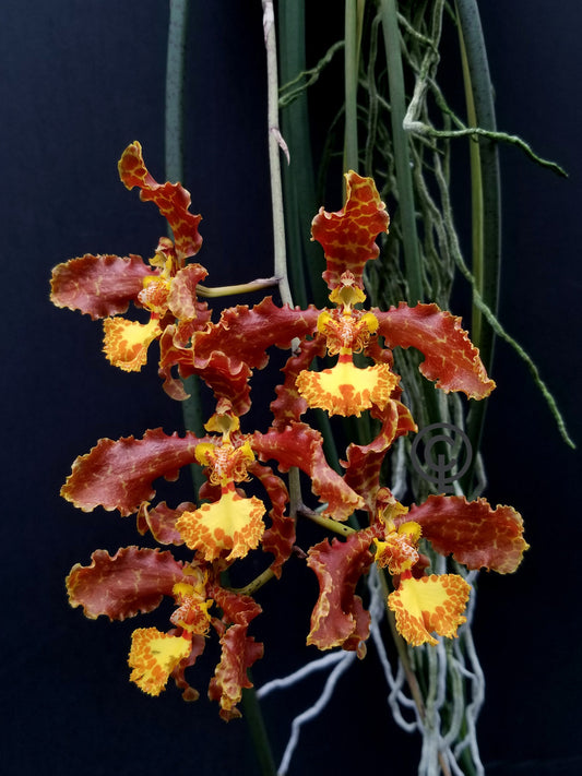 Trichocentrum stacyi - species - orchid