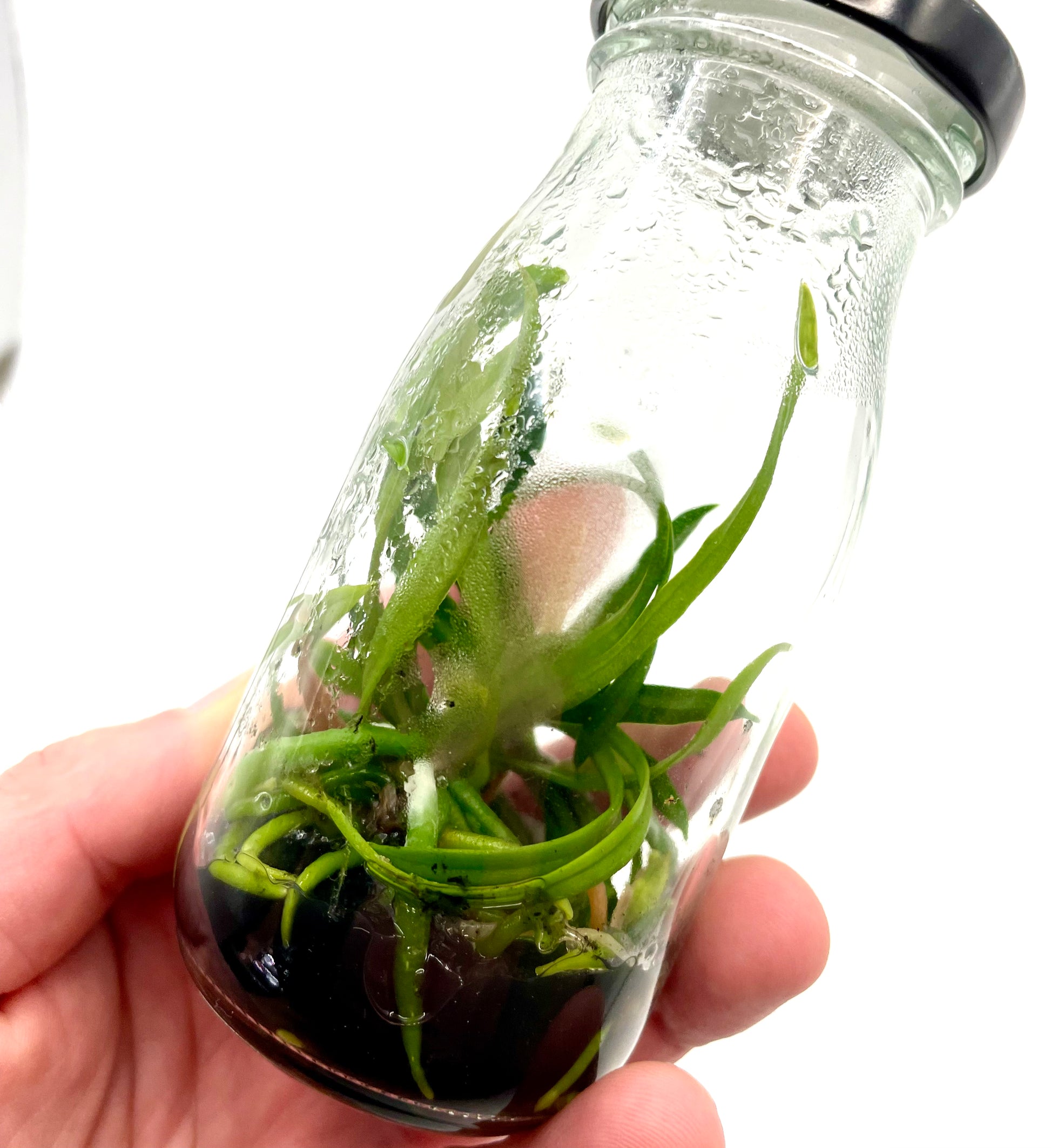 Vanda christensoniana - syn Ascocentrum christensonianum flask for sale Australia