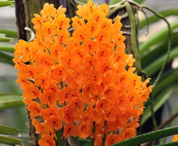 Close-up of bright orange orchids with green leaves in the background