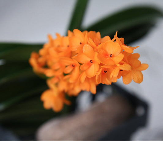Close-up of orange flowers with green leaves on a blurred background