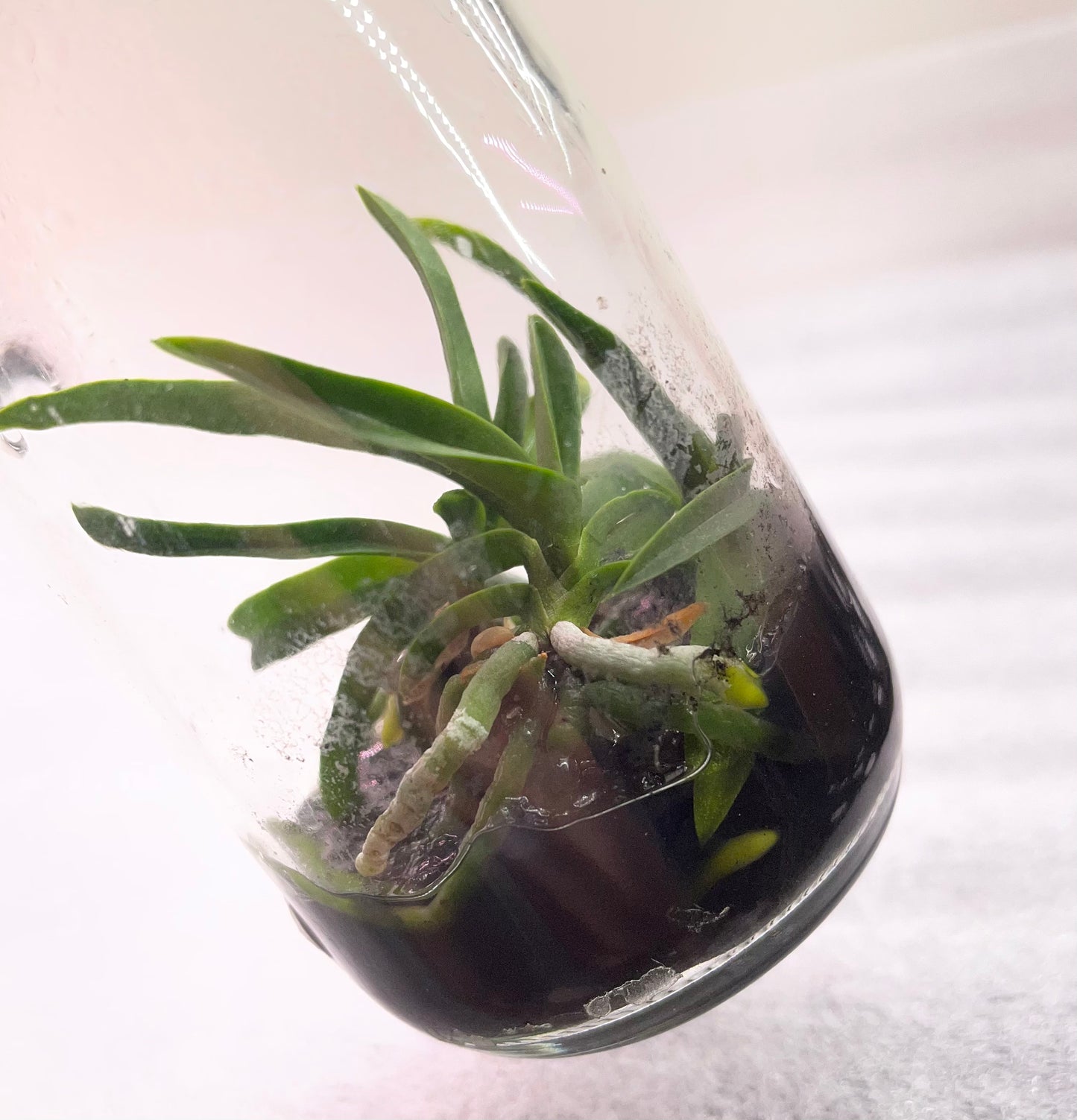 Flask Vanda miniata for sale in NSW Australia 3 plants per flask