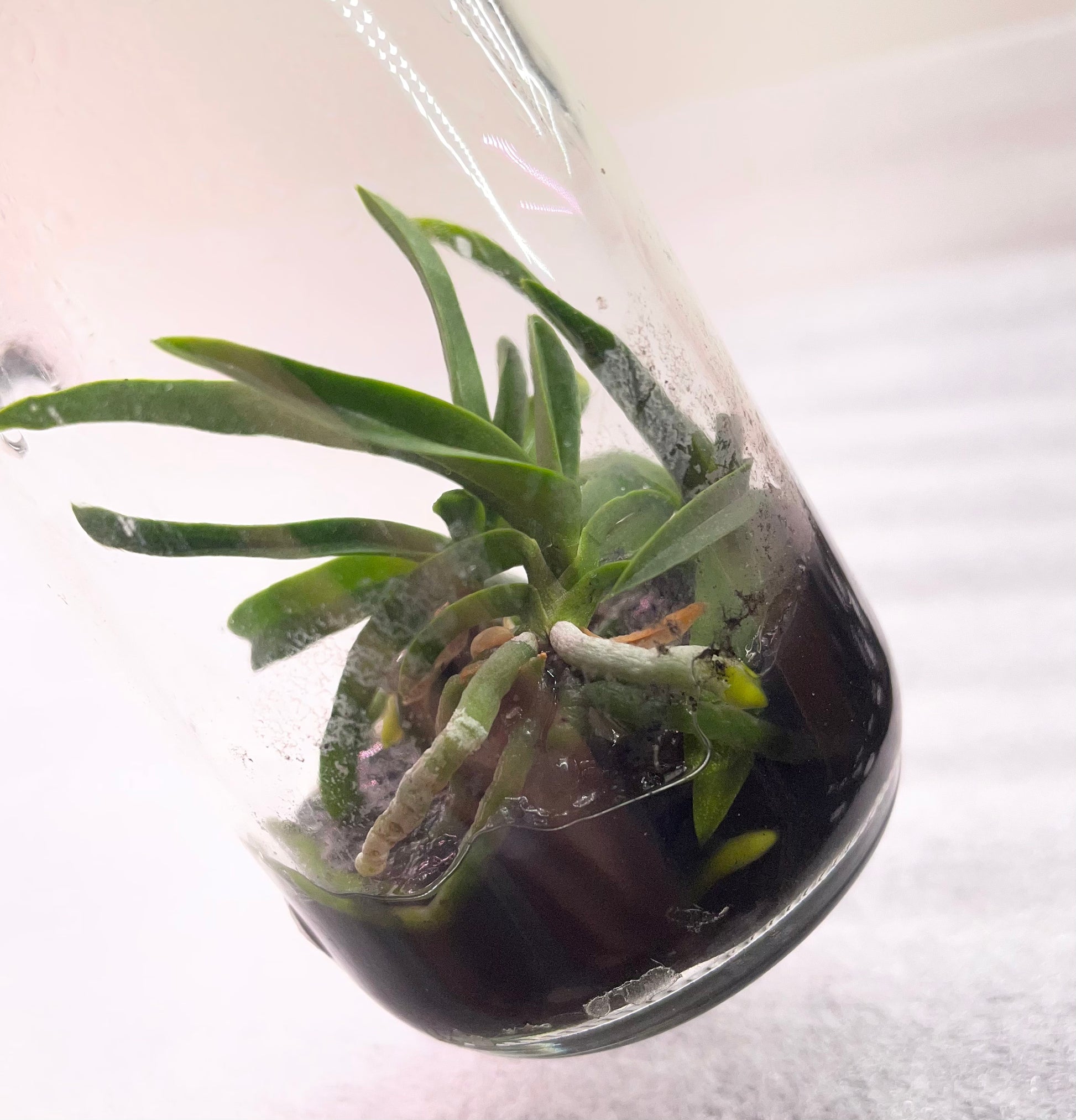 Flask Vanda miniata for sale in NSW Australia 3 plants per flask