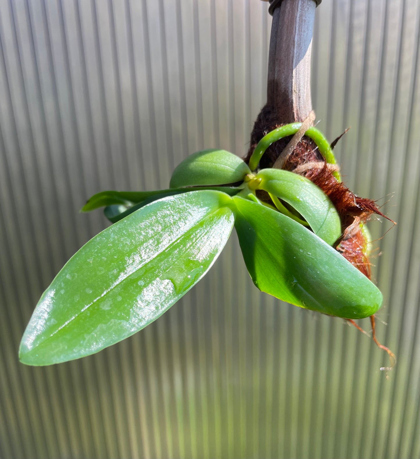 Aerangis modesta seedling for sale NSW Australia by DBN Designs by Nature