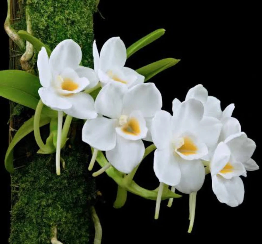 Amesiella philippinensis - species - orchid