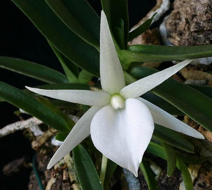 Angraecum rutenbergianum - species - orchid