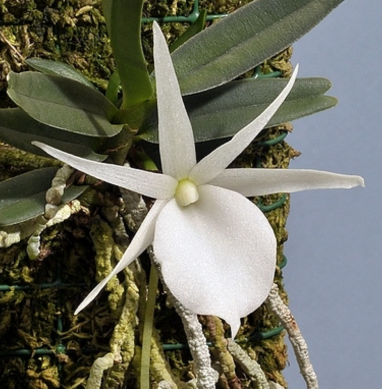 Angraecum rutenbergianum - species - orchid