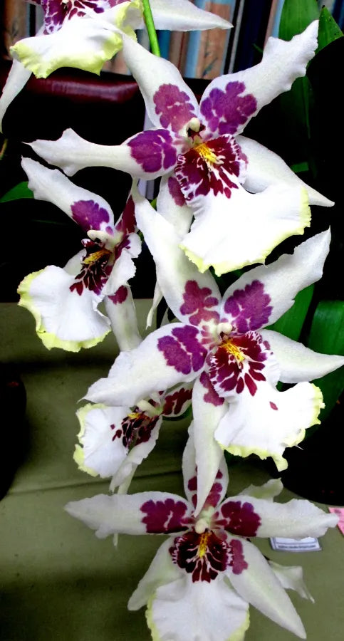 # Beallara Tahoma Glacier ‘Green' - hybrid - orchid