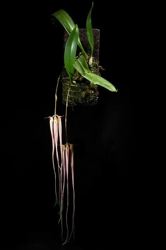 Bulbophyllum longissimum - species - orchid