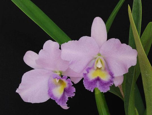 Purple orchid with green leaves on a black background
