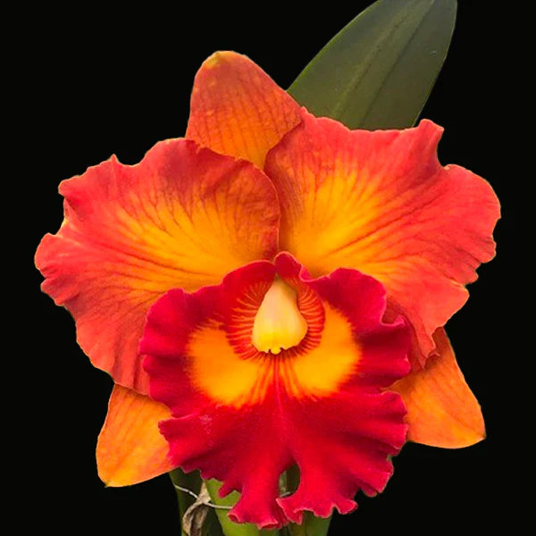 # Rhyncholaeliocattleya Nakornchaisri Delight #2- hybrid - orchid