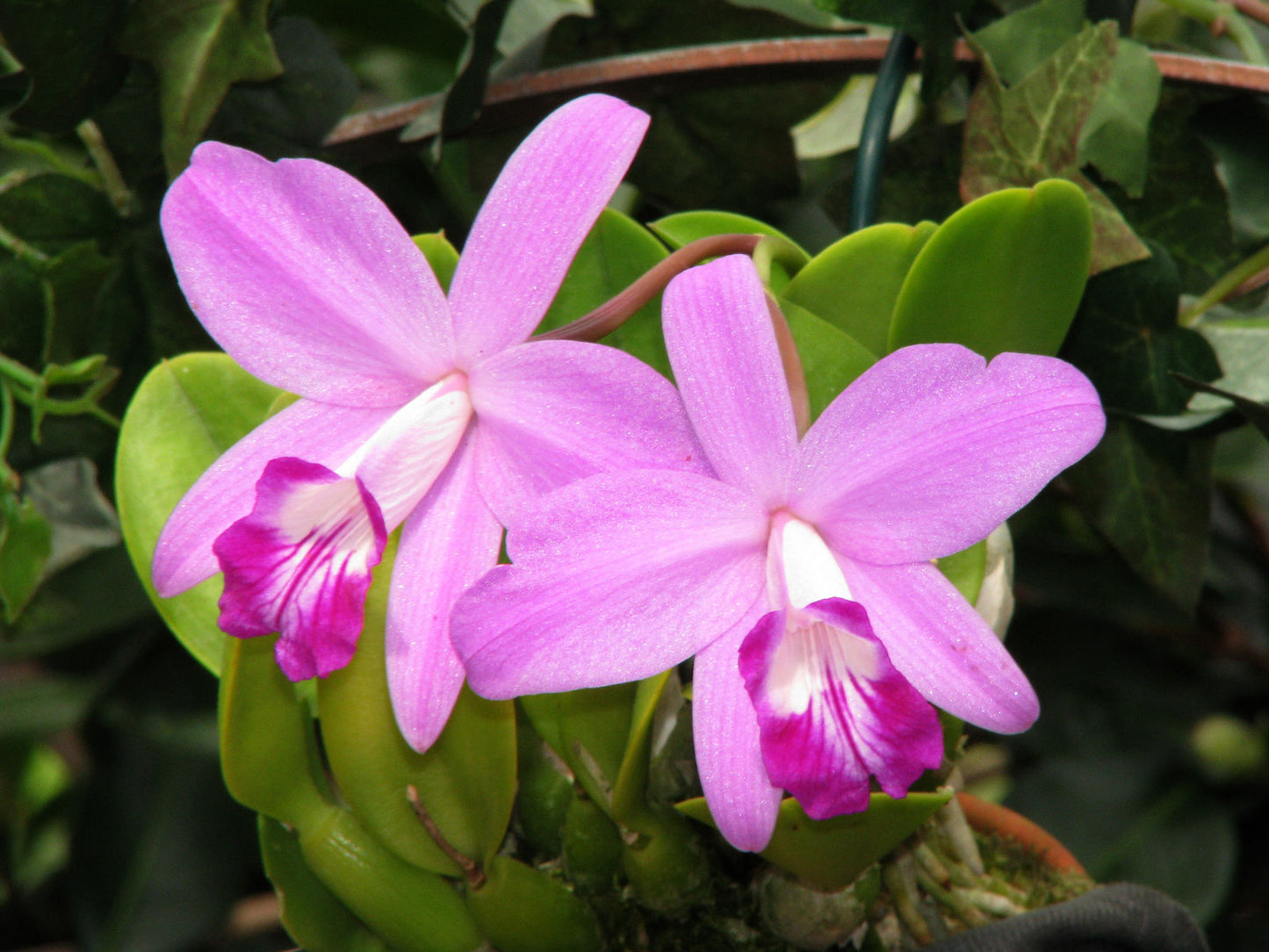 Cattleya sincorana (Laelia sincorana) - species - orchid