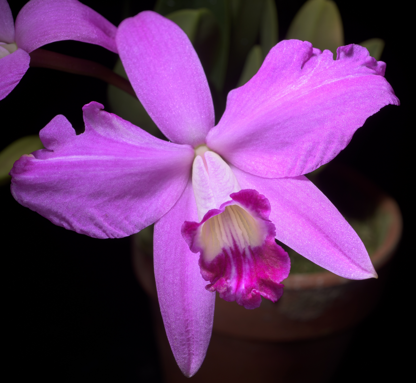 Cattleya sincorana (Laelia sincorana) - species - orchid
