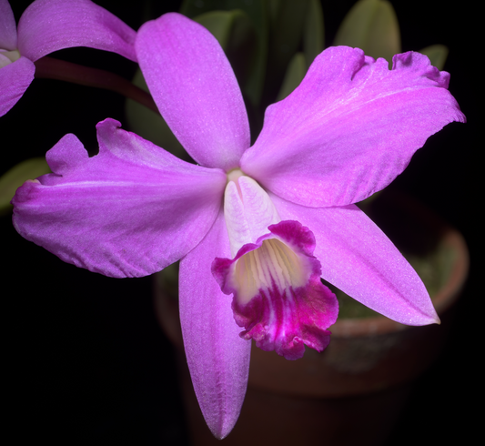 Cattleya sincorana (Laelia sincorana) - species - orchid
