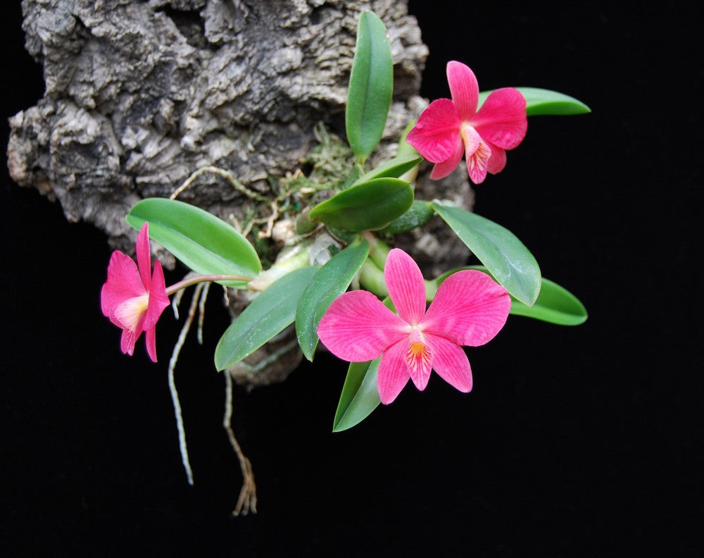 Cattleya wittigiana (Sophronitis) - species - miniature orchid