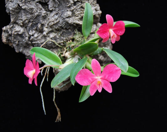 Cattleya wittigiana (Sophronitis) - species - miniature orchid