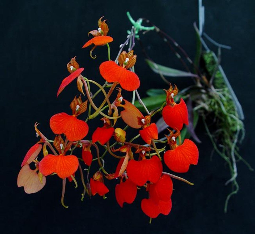 Comparettia speciosa - species - miniature orchid