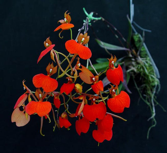 Comparettia speciosa - species - miniature orchid