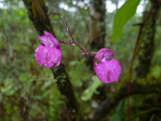 Comparettia falcata - species - miniature orchid