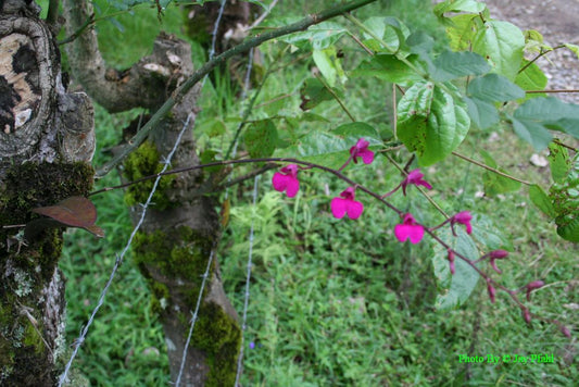 Comparettia falcata - species - miniature orchid