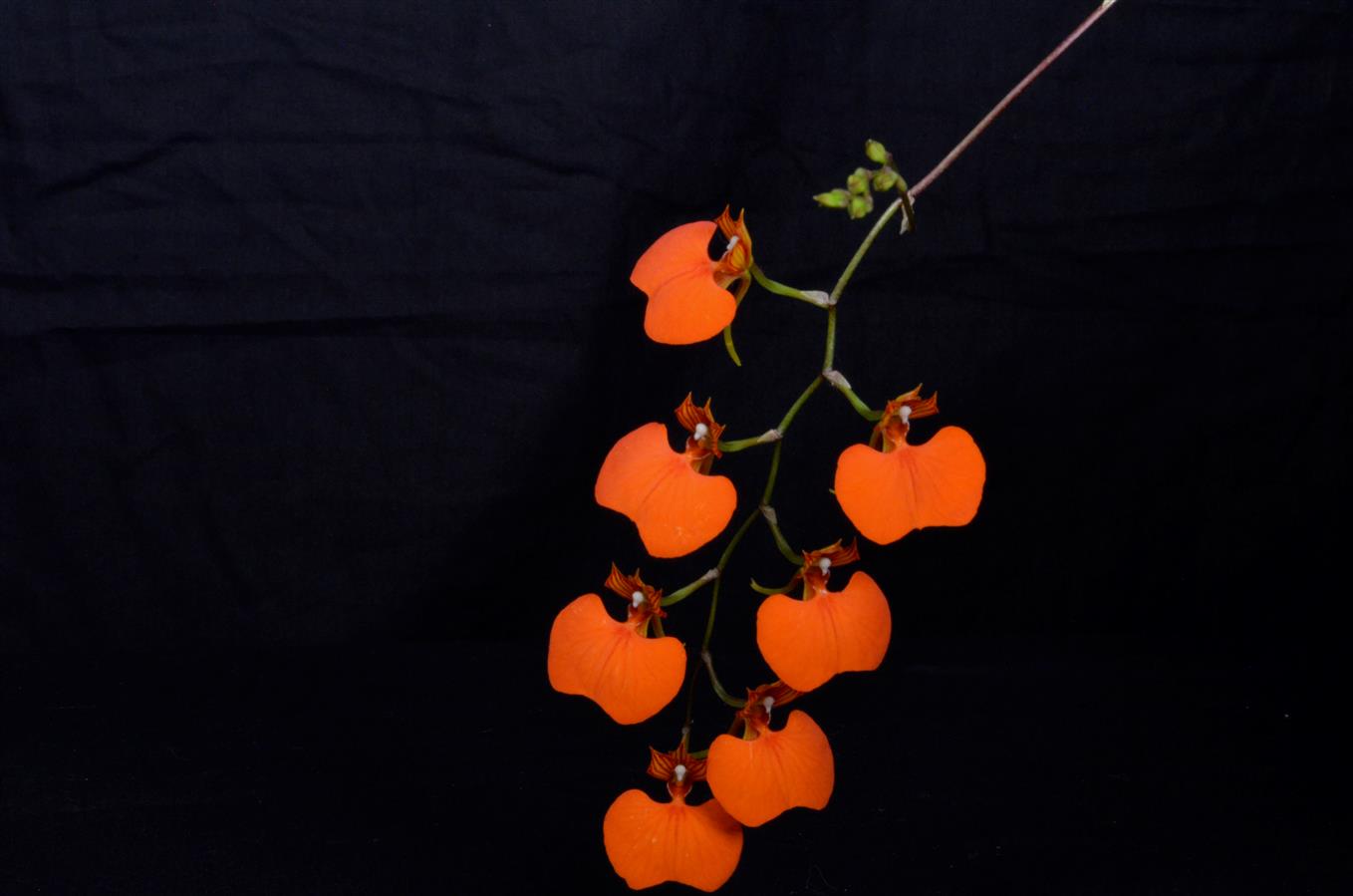 Comparettia speciosa - species - miniature orchid