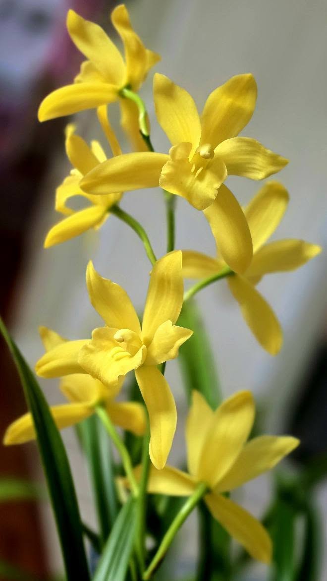 Cymbidium Golden Elf - variegated - hybrid - orchid