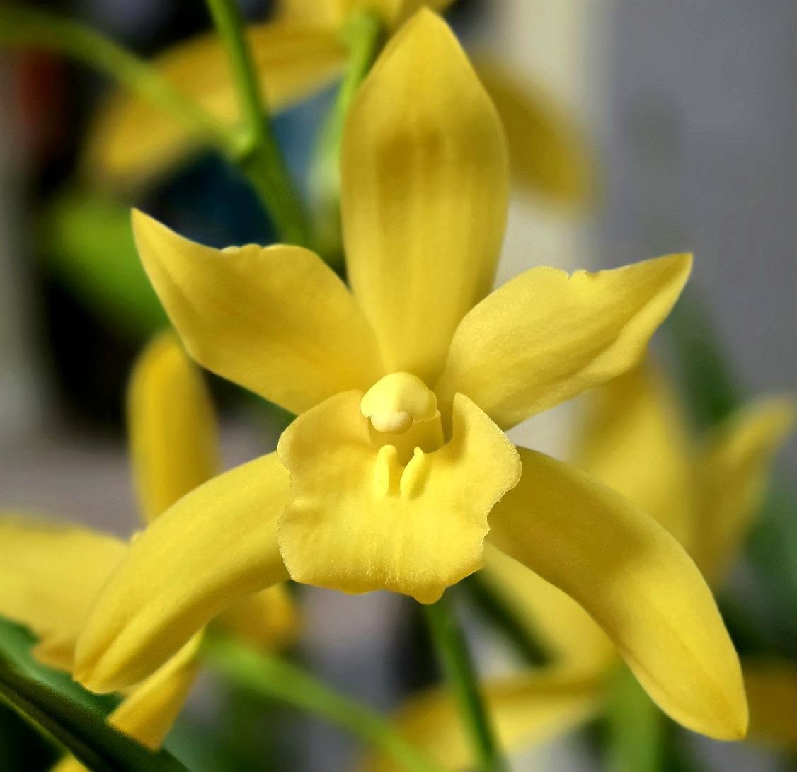 Cymbidium Golden Elf - variegated - hybrid - orchid