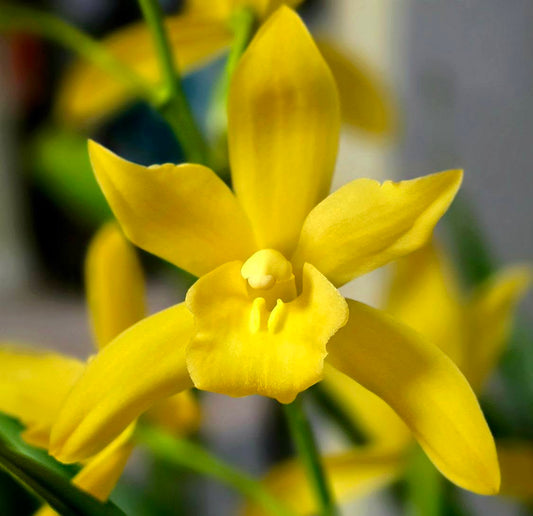 Cymbidium Golden Elf - variegated - hybrid - orchid