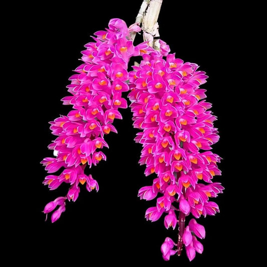 Dendrobium secundum - species - orchid