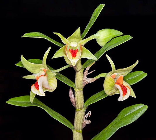 Dendrobium cruentum - species - orchid