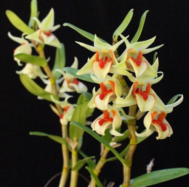 Dendrobium cruentum - species - orchid