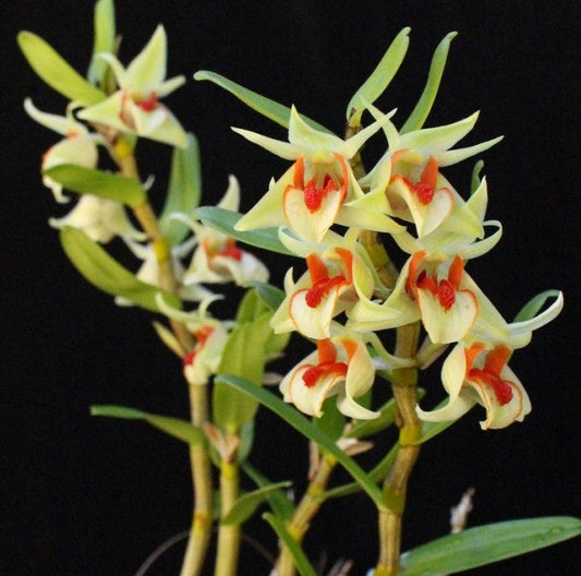 Dendrobium cruentum - species - orchid