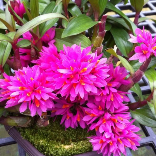 Dendrobium Hibiki - hybrid - orchid