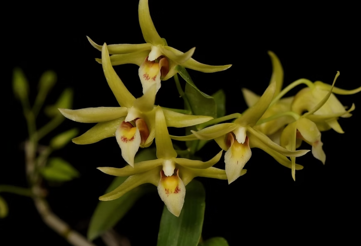 Dendrobium officinale - species - orchid