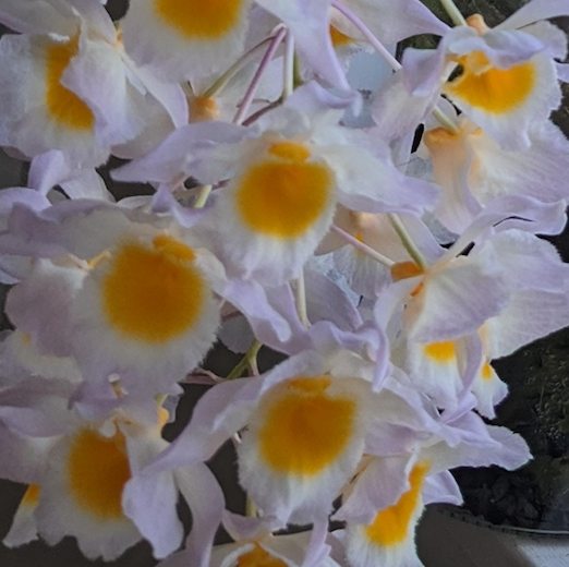 Dendrobium farmeri - species - orchid