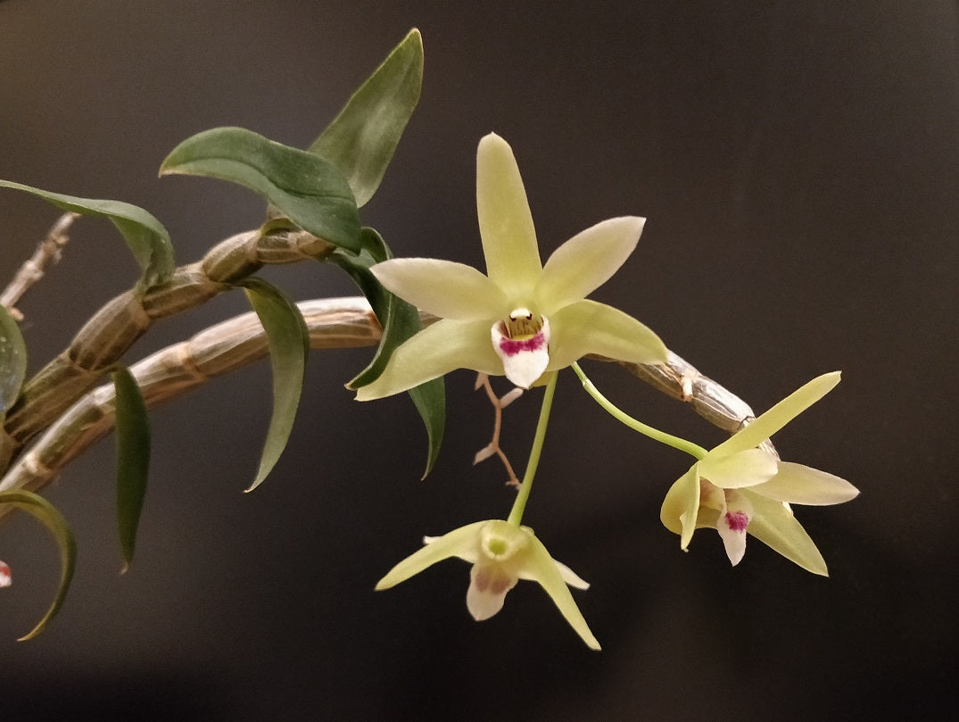 Dendrobium officinale - species - orchid