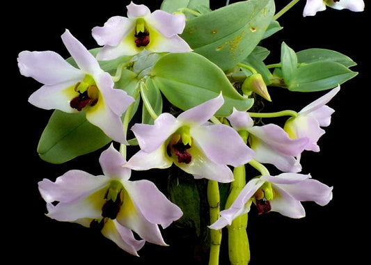 Dendrobium trantuanii - species - orchid