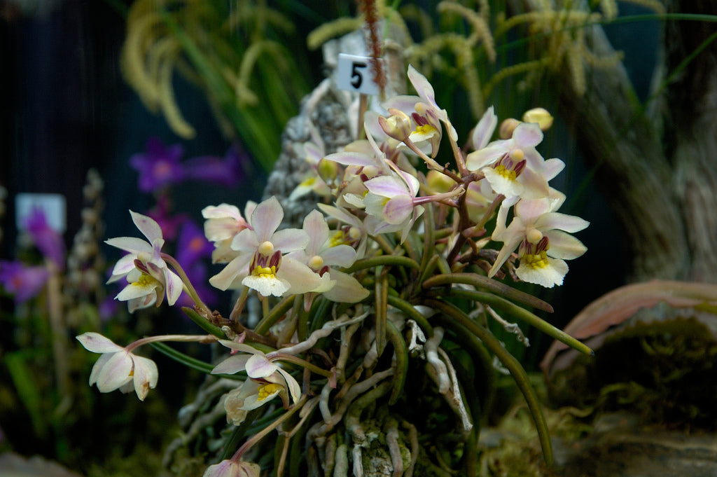 Holcoglossum flavescens - species - orchid