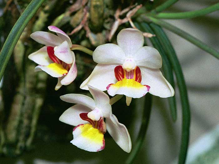 Holcoglossum flavescens - species - orchid