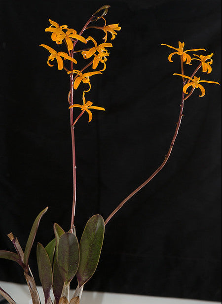 Laelia mixta orchid flowering with leaves