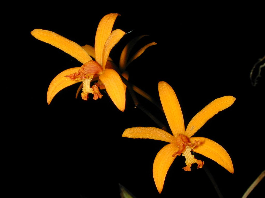 Two orange flowers of laelia mixta against a black background