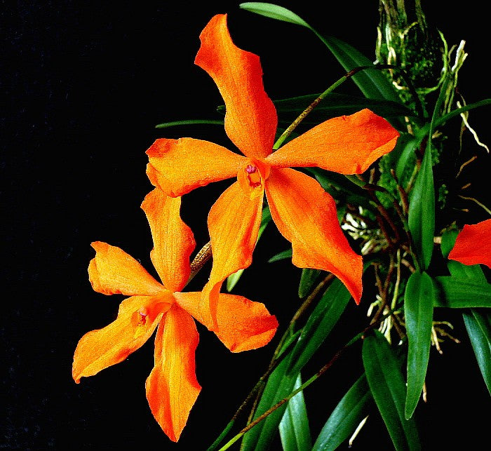 Neocogniauxia monophylla - species - orchid
