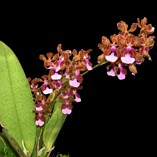 Oncidium Trichocentrum lanceanum flowers with brown and pink petals on a black background