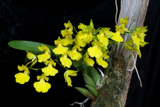 Oncidium concolor - species - orchid