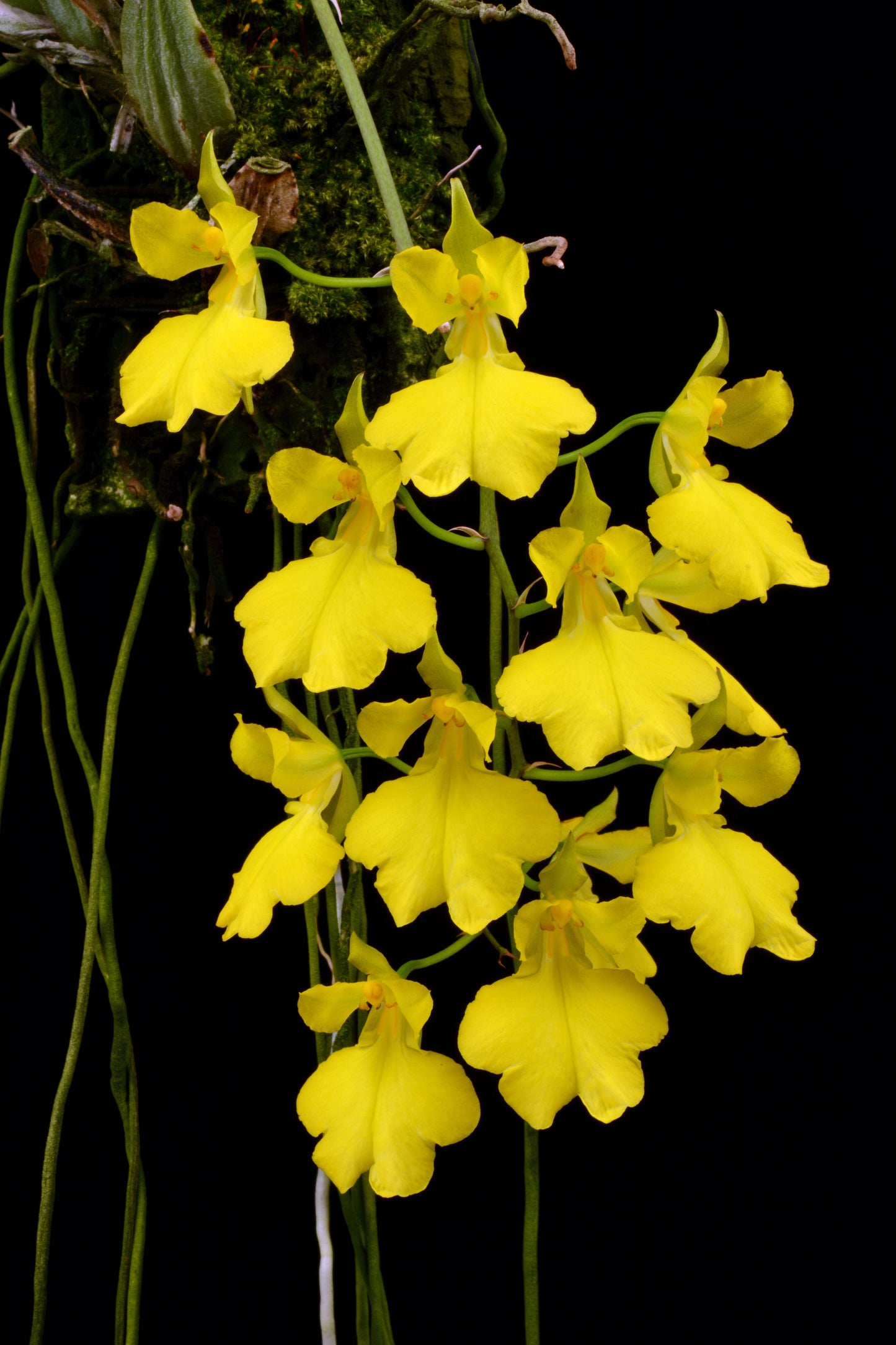 Oncidium concolor - species - orchid