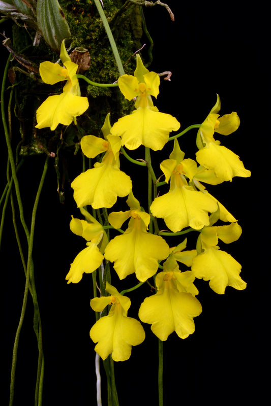 Oncidium concolor - species - orchid