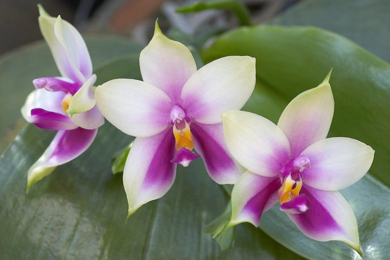 Phalaenopsis bellina available for purchase Australia
